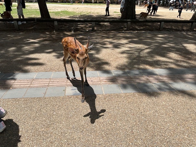 奈良の鹿